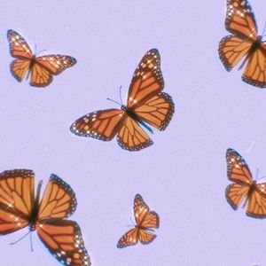 Meet your Posher, Addison